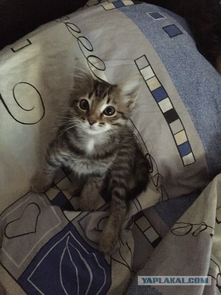 Котовторник 13.10.2015