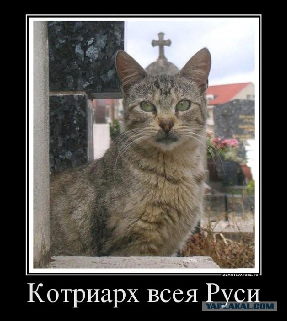 Кастрировать или нет?
