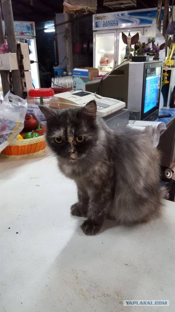 Котовторник 22.12.2015