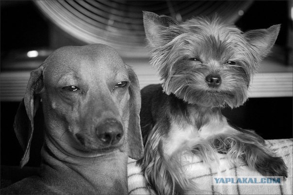 Без света, денег и с трупом на судне: русские моря