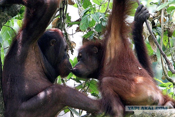 Ваши предположения?