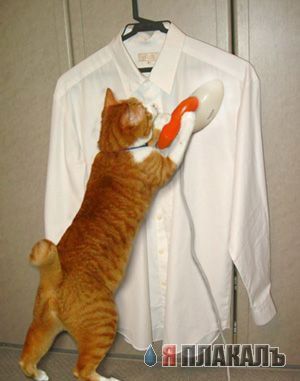Коты, кошки, котята