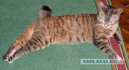Кот-падоног. Есть у вас такой?