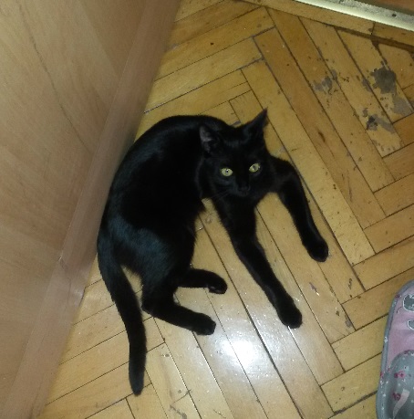 Котовторник 17.05.2016
