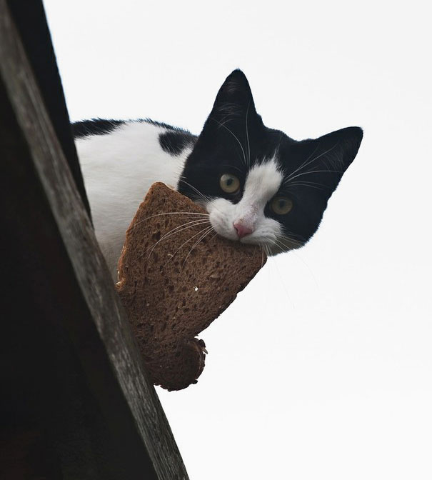 Коты, которые пытались что-то украсть