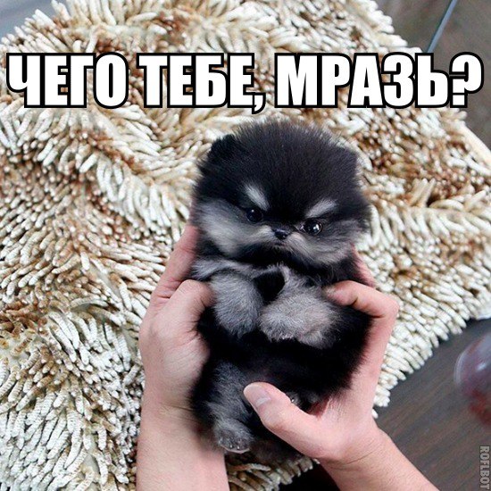 Ассорти картинок из сети