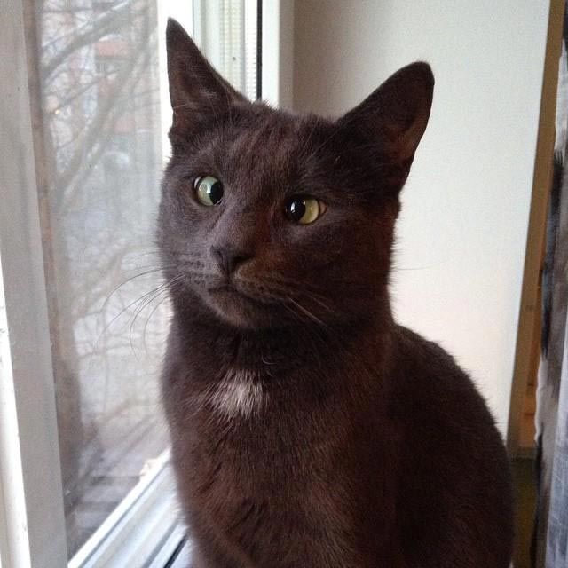 Косоглазые котики