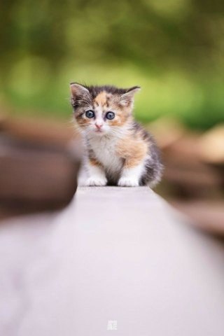 Коты и Кошки