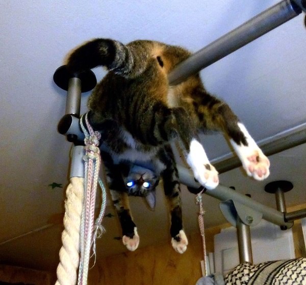 Коты и Кошки