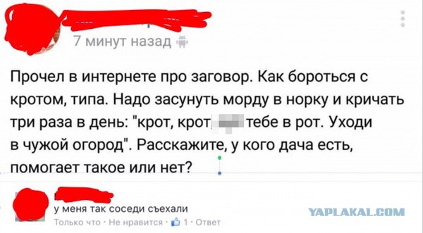 Как завести в огороде медведок
