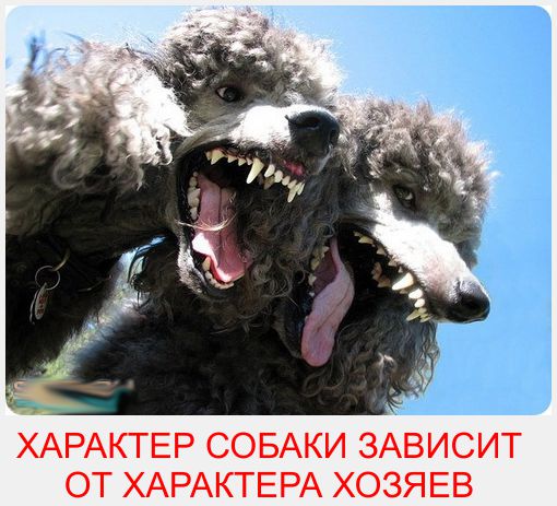 Жительницу Подмосковья ударили шокером из-за пуделя