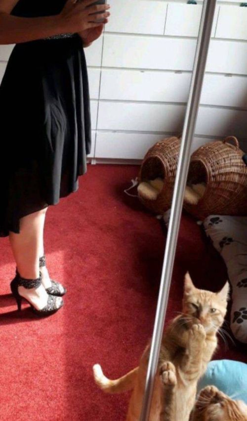 Коты и Кошки