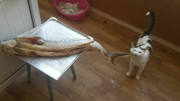 Коты и Кошки