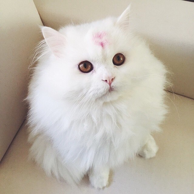 Коты и Кошки