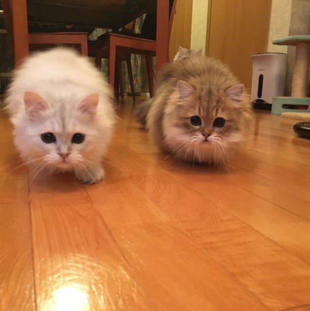 Коты и Кошки