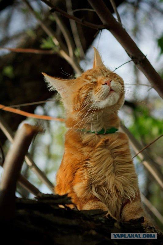 Котовторник 9.01.2018