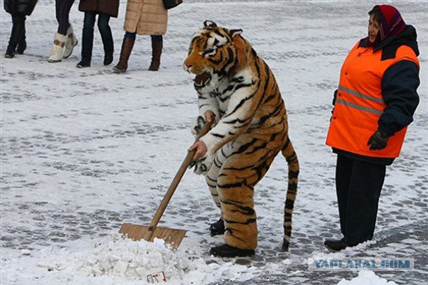 Весёлые картинки с котами