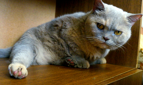 Котовторник