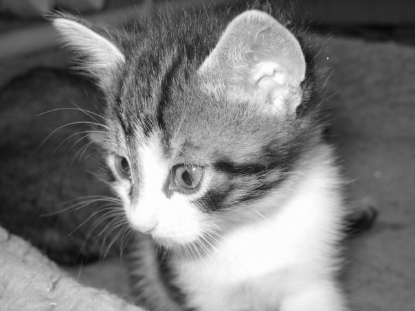 Котовторник на ЯПе (11.03.08)