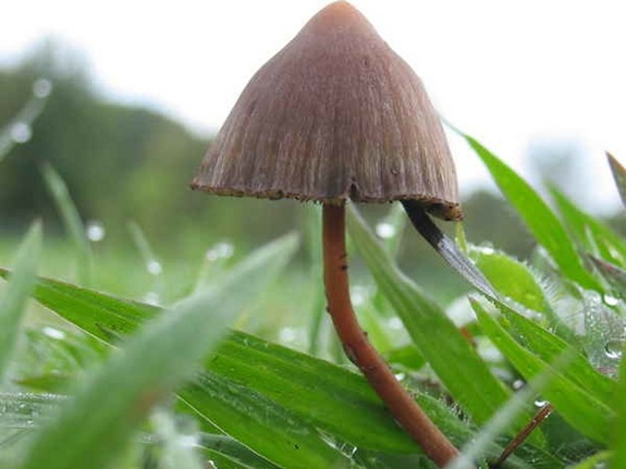 Учёные установили, что волшебные грибочки меняют сознание с первого раза — и, похоже, навсегда
