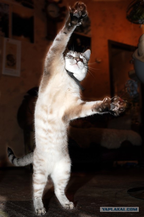 УРРААА ! Котовторник на ЯПлакалъ !