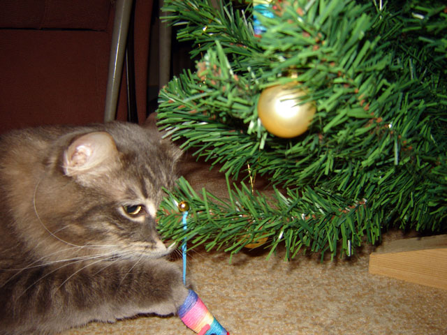 Новогодний КОТОВТОРНИК!