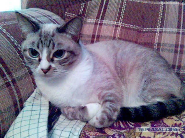 Котовторник (20.01)