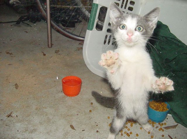 Первый котовторник июля