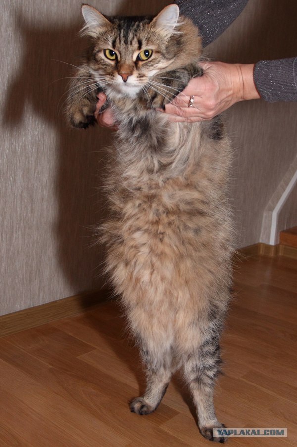 Котовторник (07.02.2012)