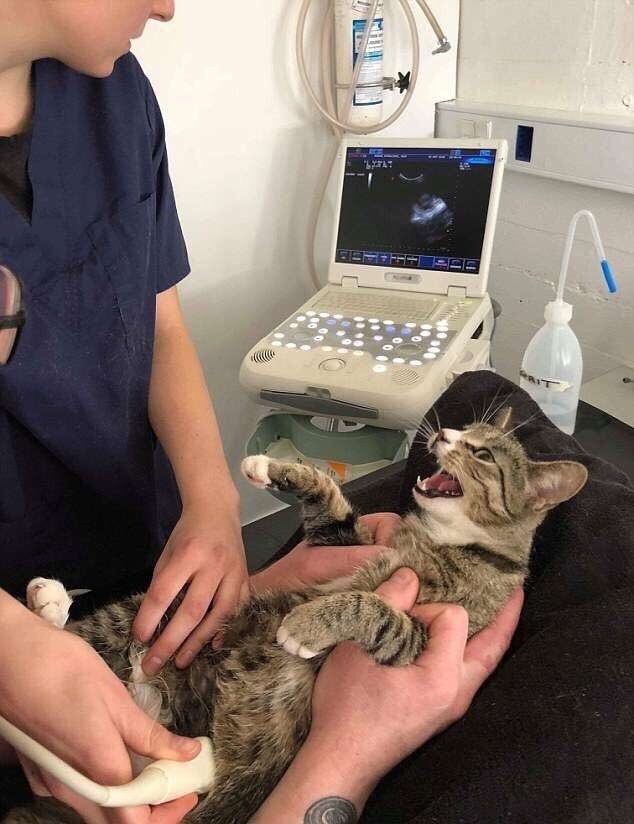 Прикольных котов пост