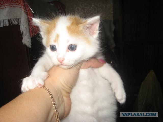 Котовторник 29.05.2012