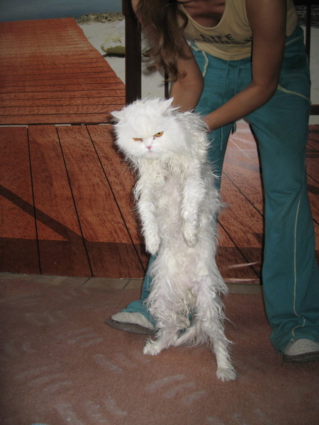 За что ты предал меня, человек?