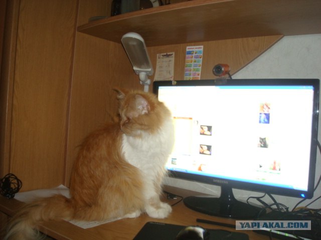 Котовторник  28.08.12
