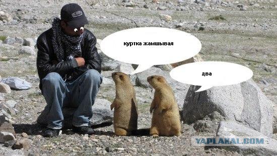 Сурки-гопники