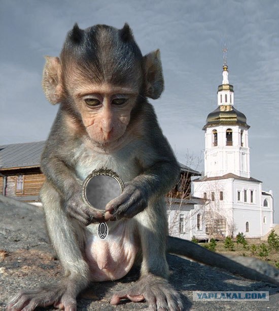 Фотожаба: Грустный мартышко