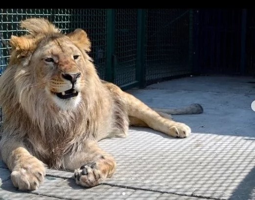 18-летнему мучителю львенка Симбы вынесли приговор