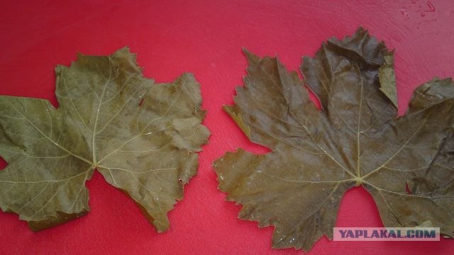 Долма с двуми начинками.