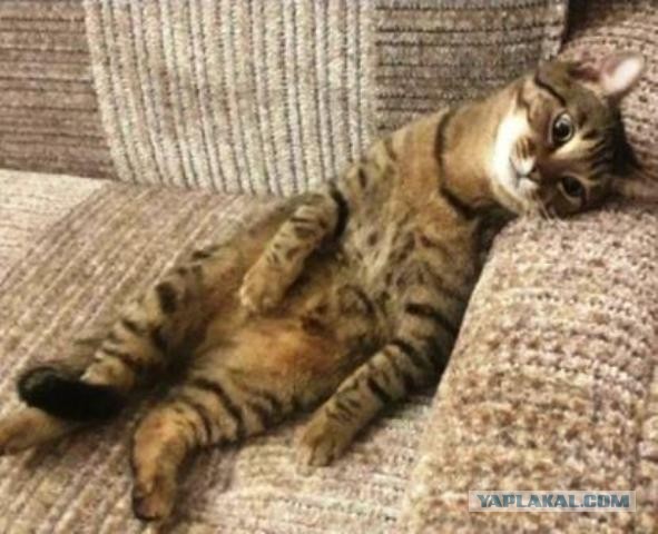 Котовторник (свои добавляем)