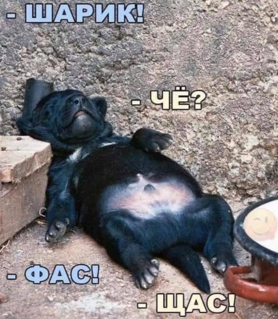 Баянисто-небаянистый юмор 30.11.21