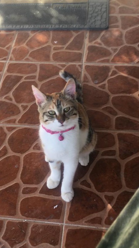 Котовторник так котовторник