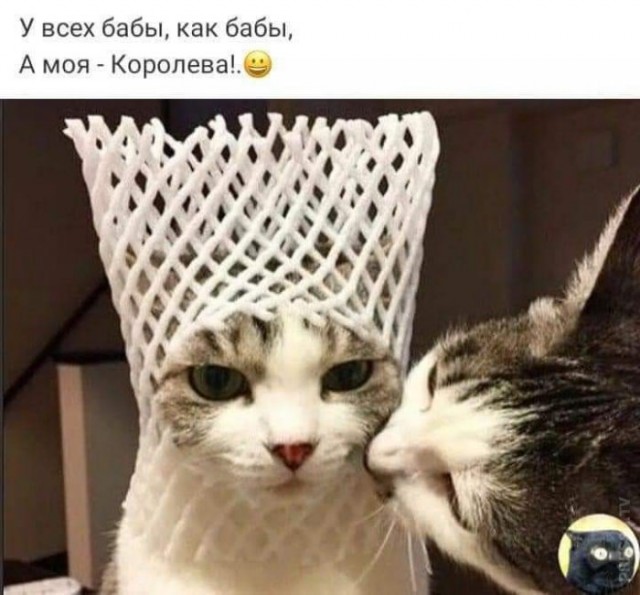 Картинки и мемы для настроения - 19