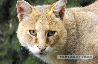 Необыкновенные кошки в дикой природе