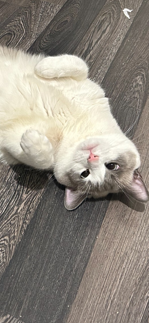 Котокартинки