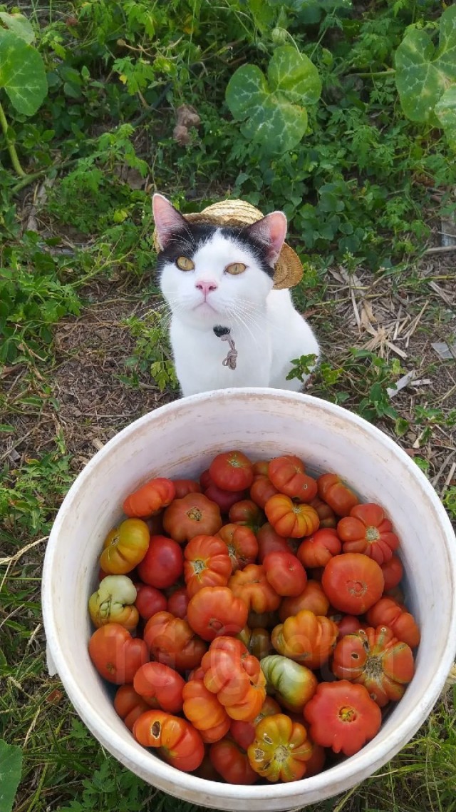 Когда батя присылает свои фотографии с дачи