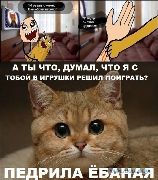 Не шутите с котом