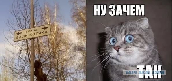 Котэ, совэ и все-все-все