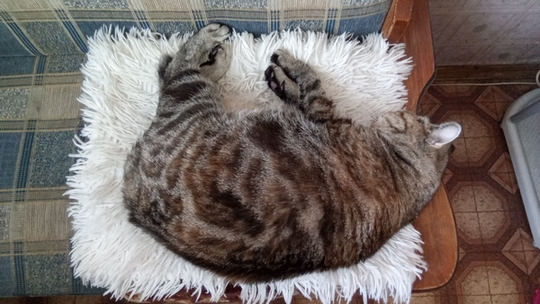 Котовторник