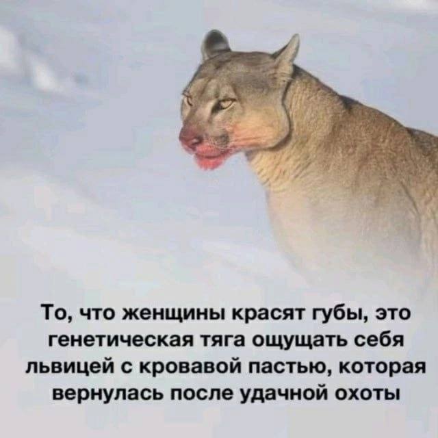Немного картинкафф для настроения (баяны-перебаяны)