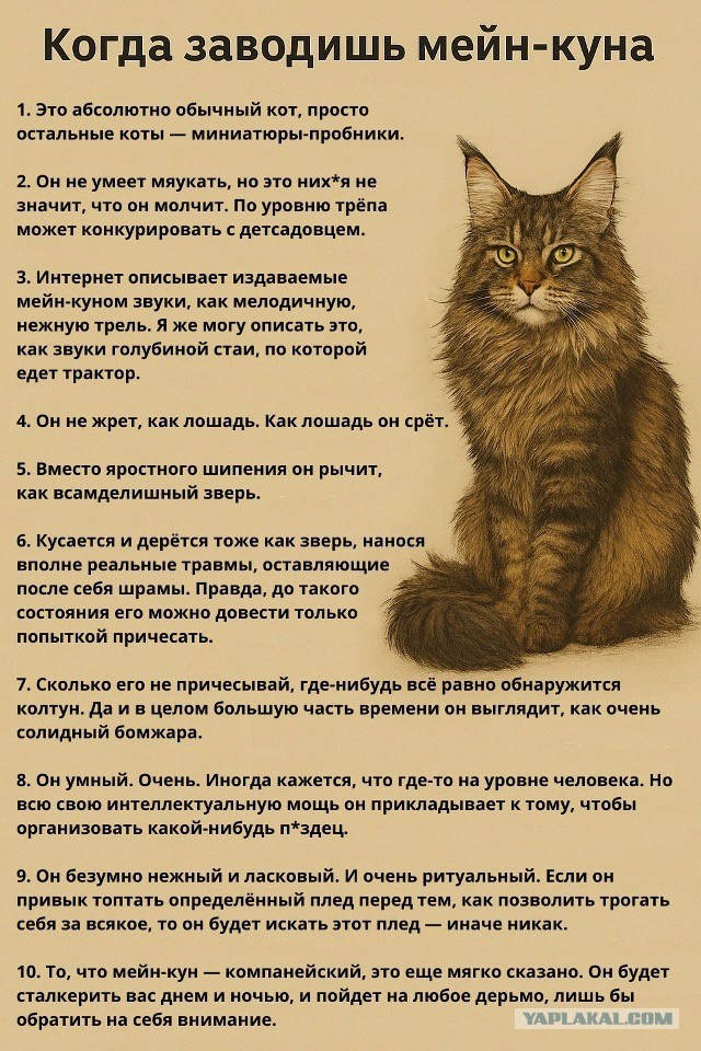 Картинки для деградации 54 (разной степени свежести)