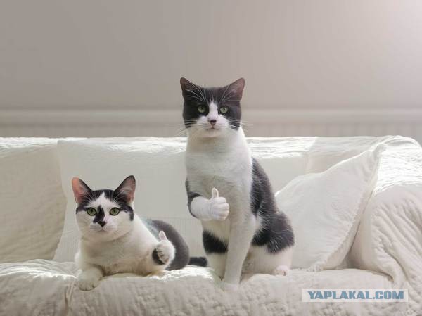 КрАЗ или не КрАЗ?